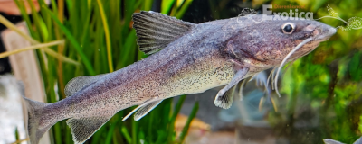 Hemiarius stormii