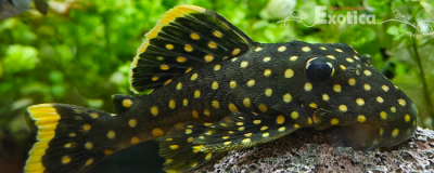 L-018 baryancistrus xanthellus