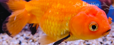 carrasius auratus (ranchu mix)