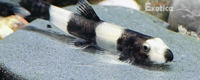 Yaoshania pachychilus