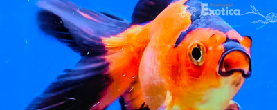 carrasius auratus (ryukin rood/zwart)