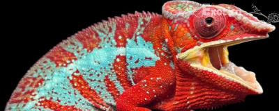 Furcifer Pardalis (Amilobe red) man