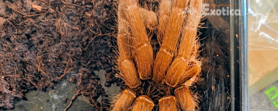 Hysterocrates gigas 