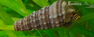 Cerithidea balteata