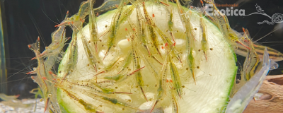Caridina gracilirostris