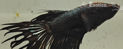 betta splendens man