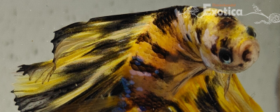 betta splendens man