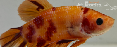 betta splendens man