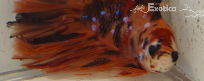 betta splendens man