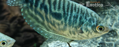 Trichogaster trichopterus