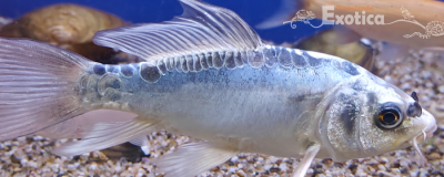 Cyprinus carpio
