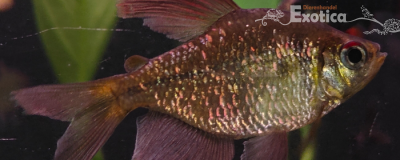 Moenkhausia pittierii