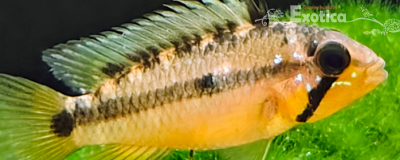 Apistogramma atahualpa