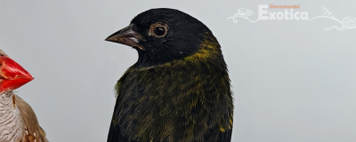 Spinus atrata x Spinus notata