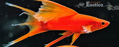 Xiphophorus helleri (Rood Hoogvin)