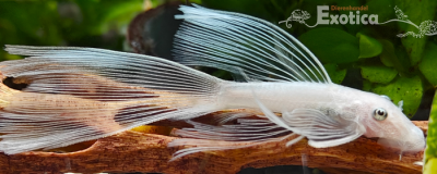 Ancistrus cf. cirrhosus (snowwhite longfin)