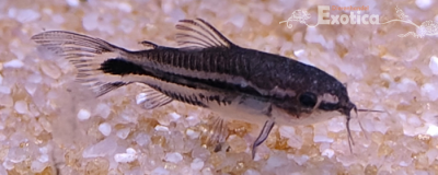 Corydoras pygmaeus