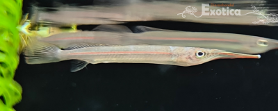 Hemirhamphodon cf. kapuaensis