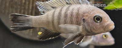 Cynotilapia afra