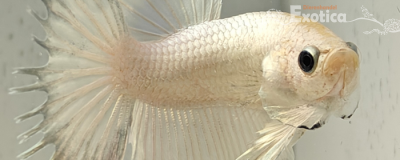 betta splendens (man)