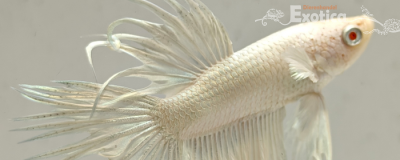 betta splendens man