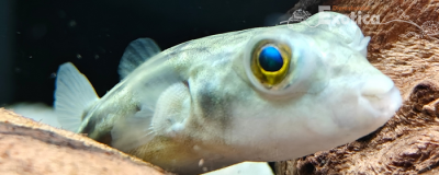 Tetraodon pustulatus