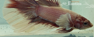 betta splendens man