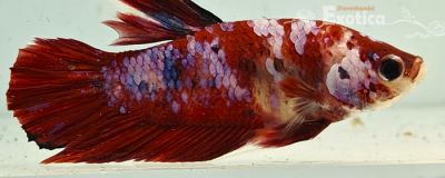 betta splendens man