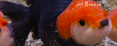 Red/Black apache oranda