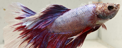 betta splendens man