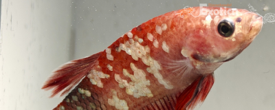 betta splendens man