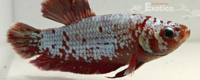 betta splendens man