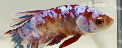 betta splendens man