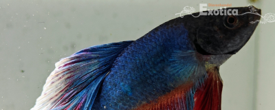 betta splendens man