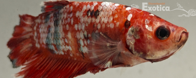 betta splendens man