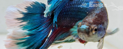 betta splendens man