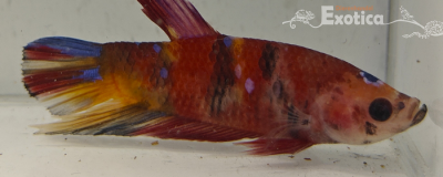 betta splendens man