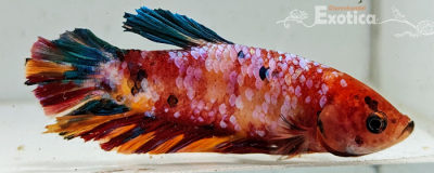 betta splendens man