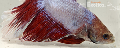 betta splendens man