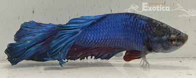 betta splendens man