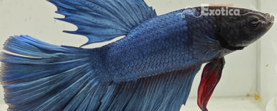 betta splendens man