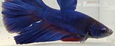 betta splendens man