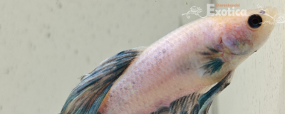 betta splendens man