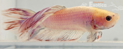 betta splendens man