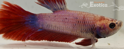 betta splendens man