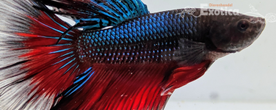 betta splendens man