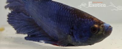 betta splendens man