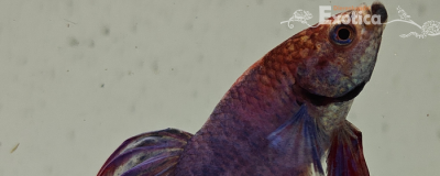 betta splendens man