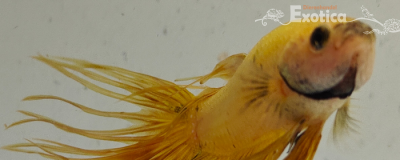 betta splendens man