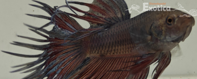 betta splendens man